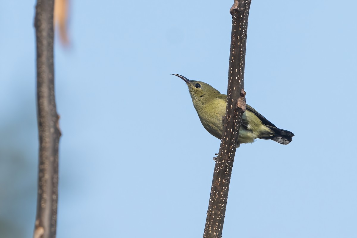 gaffelsolfugl - ML645713480