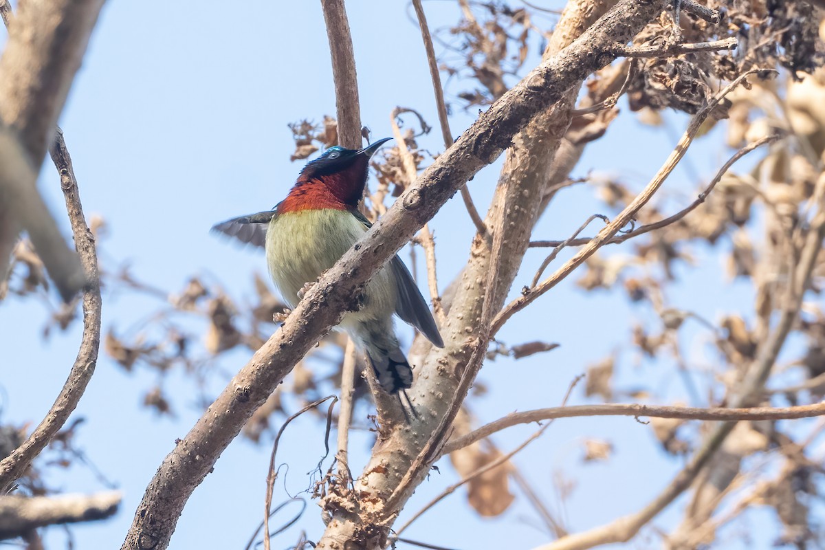 gaffelsolfugl - ML645713481