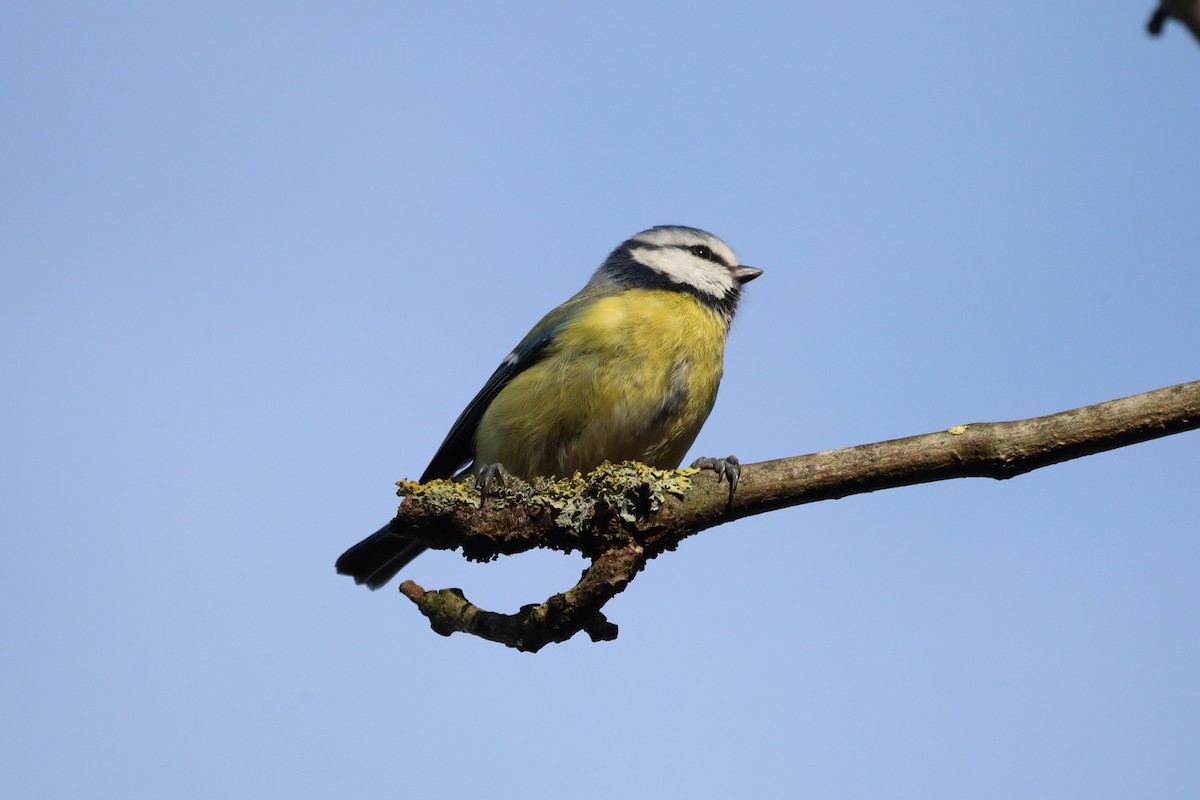 blåmeis - ML645713482