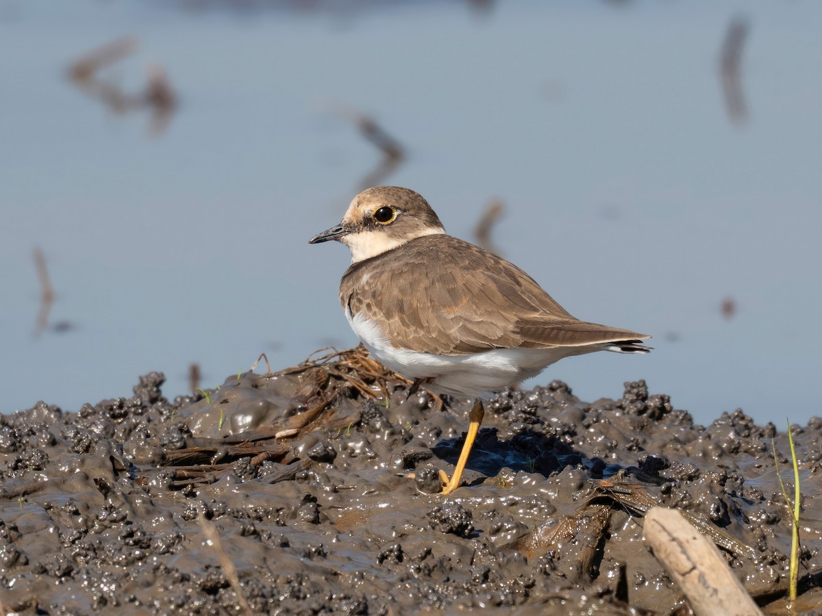 dverglo - ML645713483