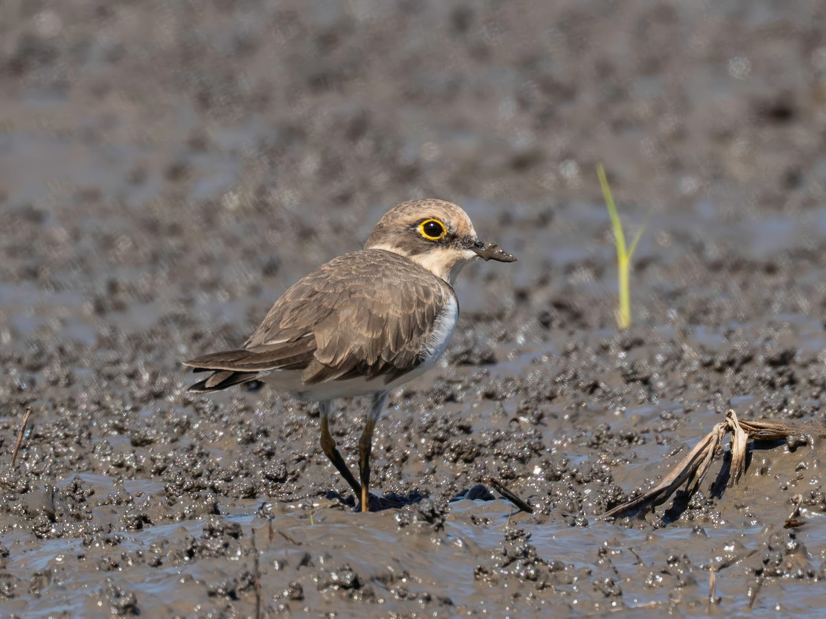 dverglo - ML645713484