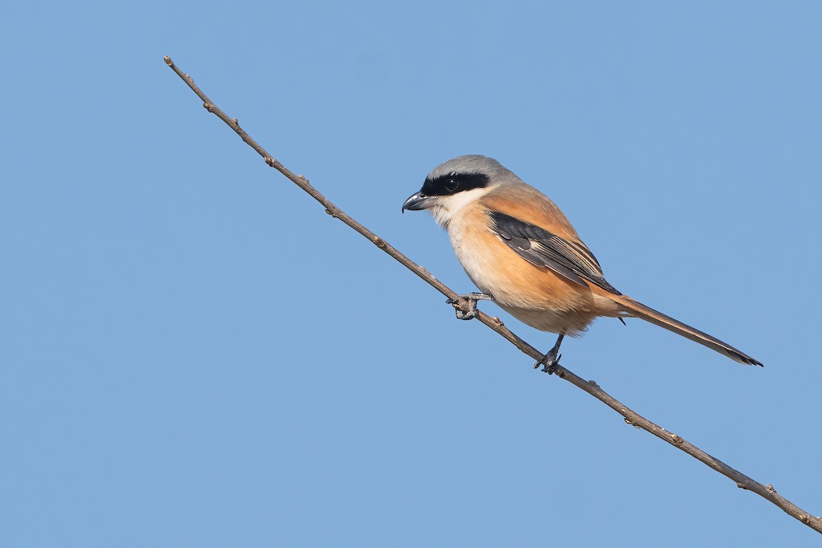 rustvarsler (schach) - ML645713485