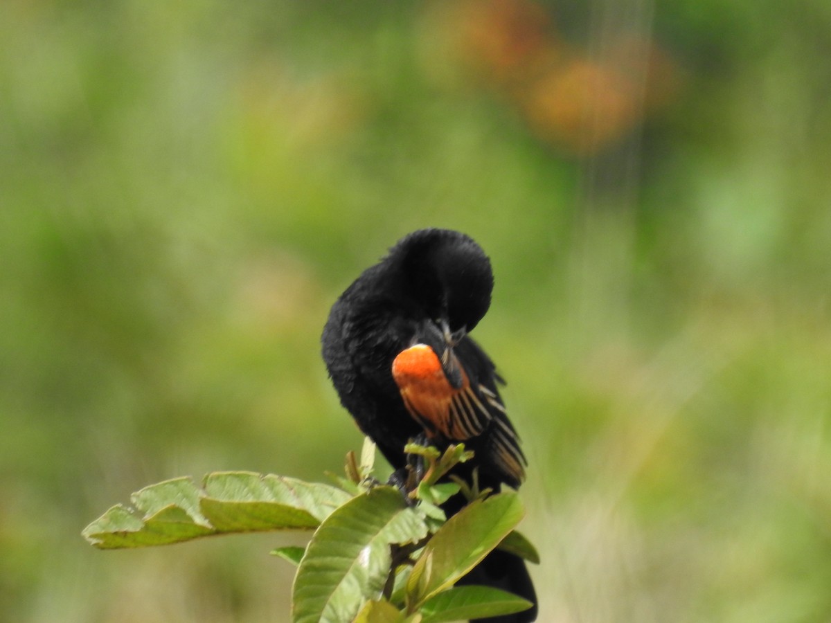 rødvingevever - ML645713486