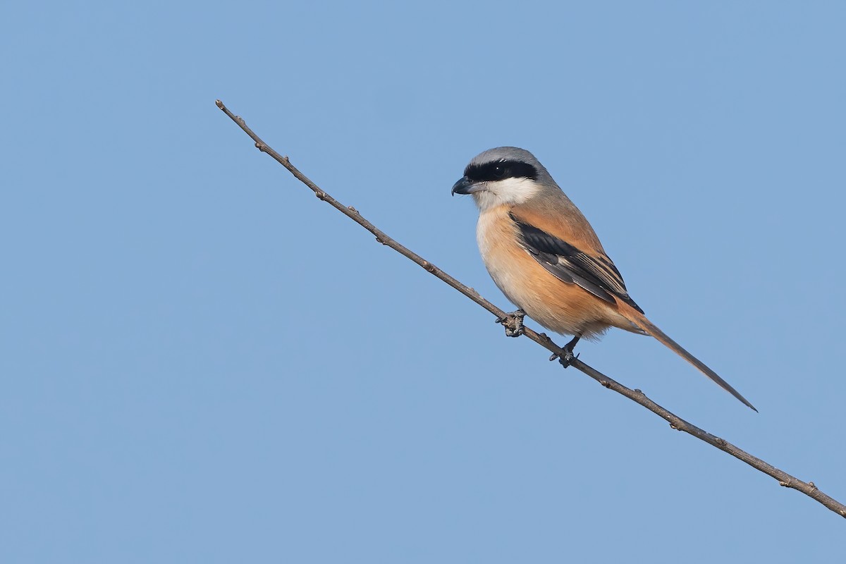 rustvarsler (schach) - ML645713487