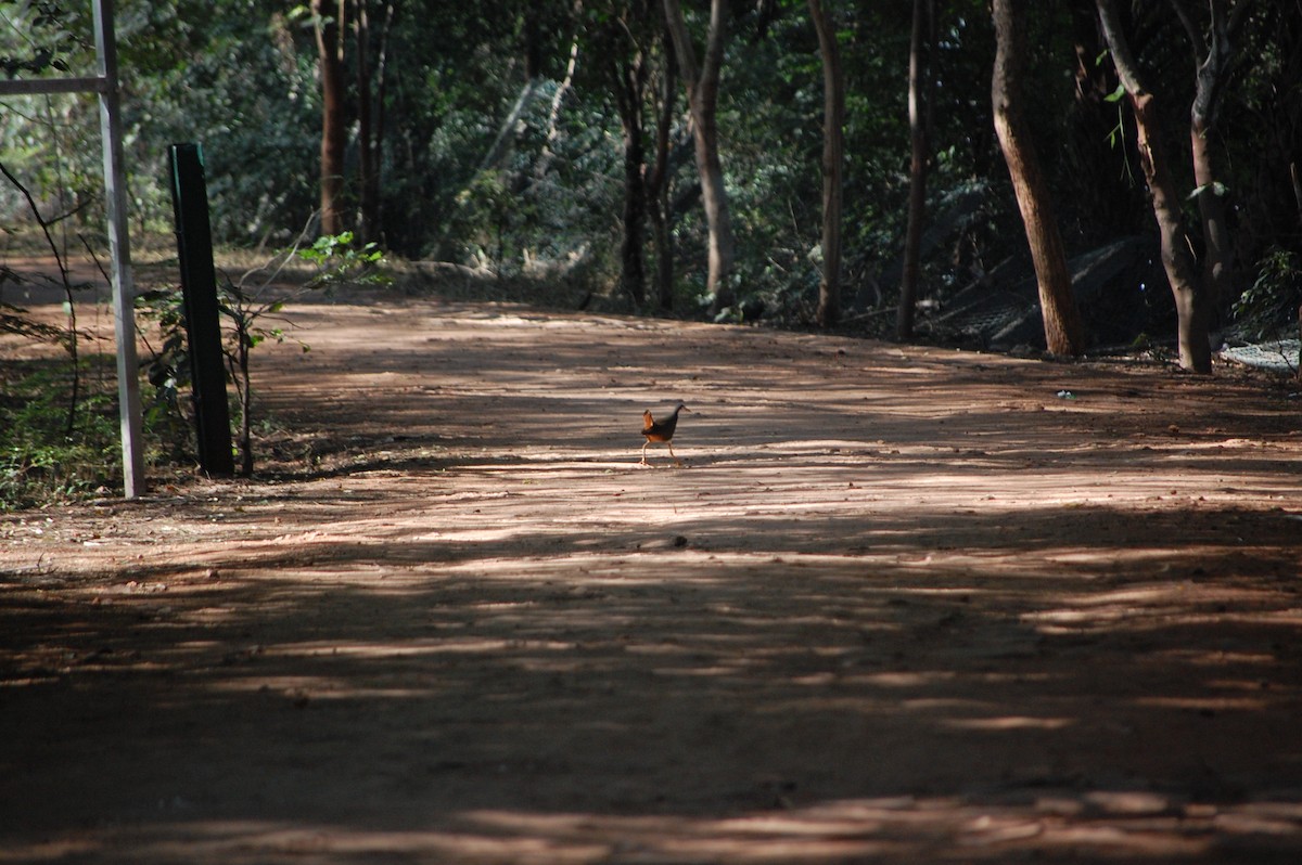 hvitbrystrikse - ML645713488