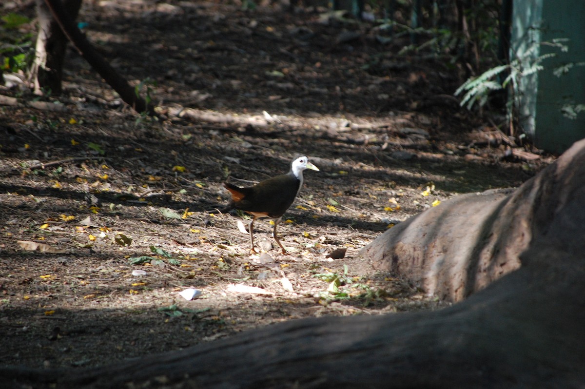 hvitbrystrikse - ML645713489