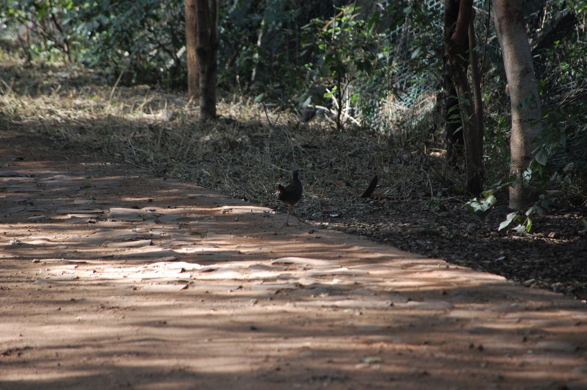 hvitbrystrikse - ML645713490