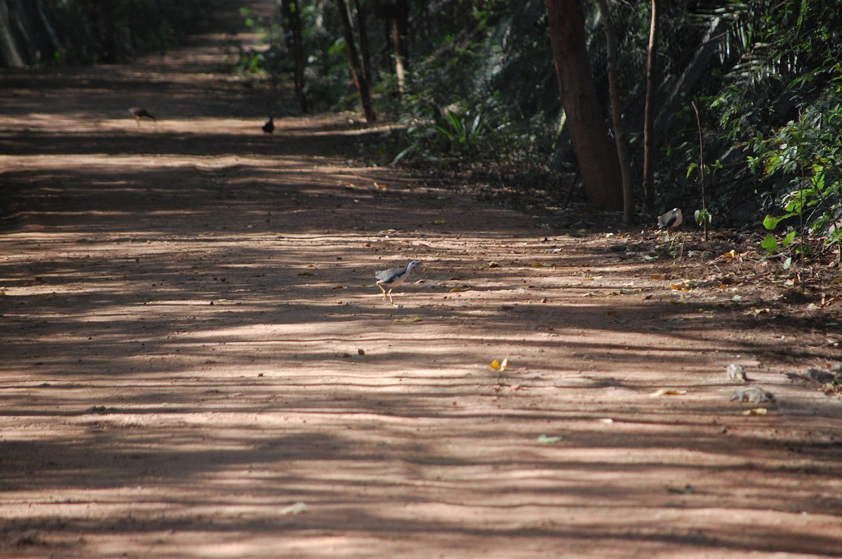 hvitbrystrikse - ML645713491