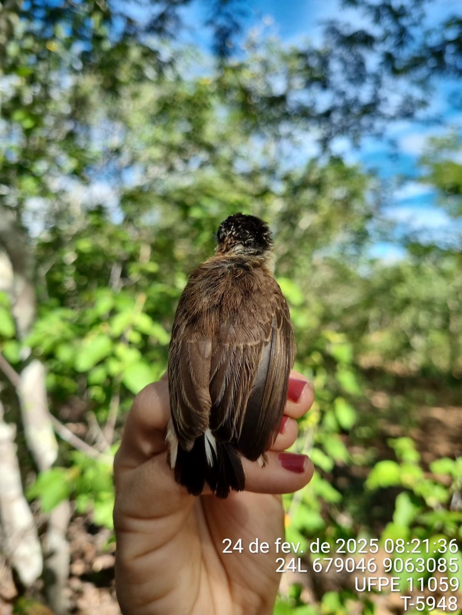 brunkinnpikulett - ML645713493