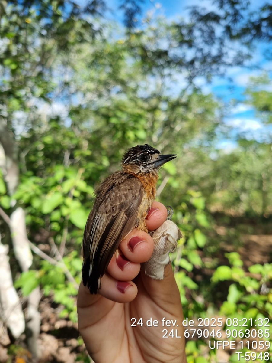 brunkinnpikulett - ML645713494