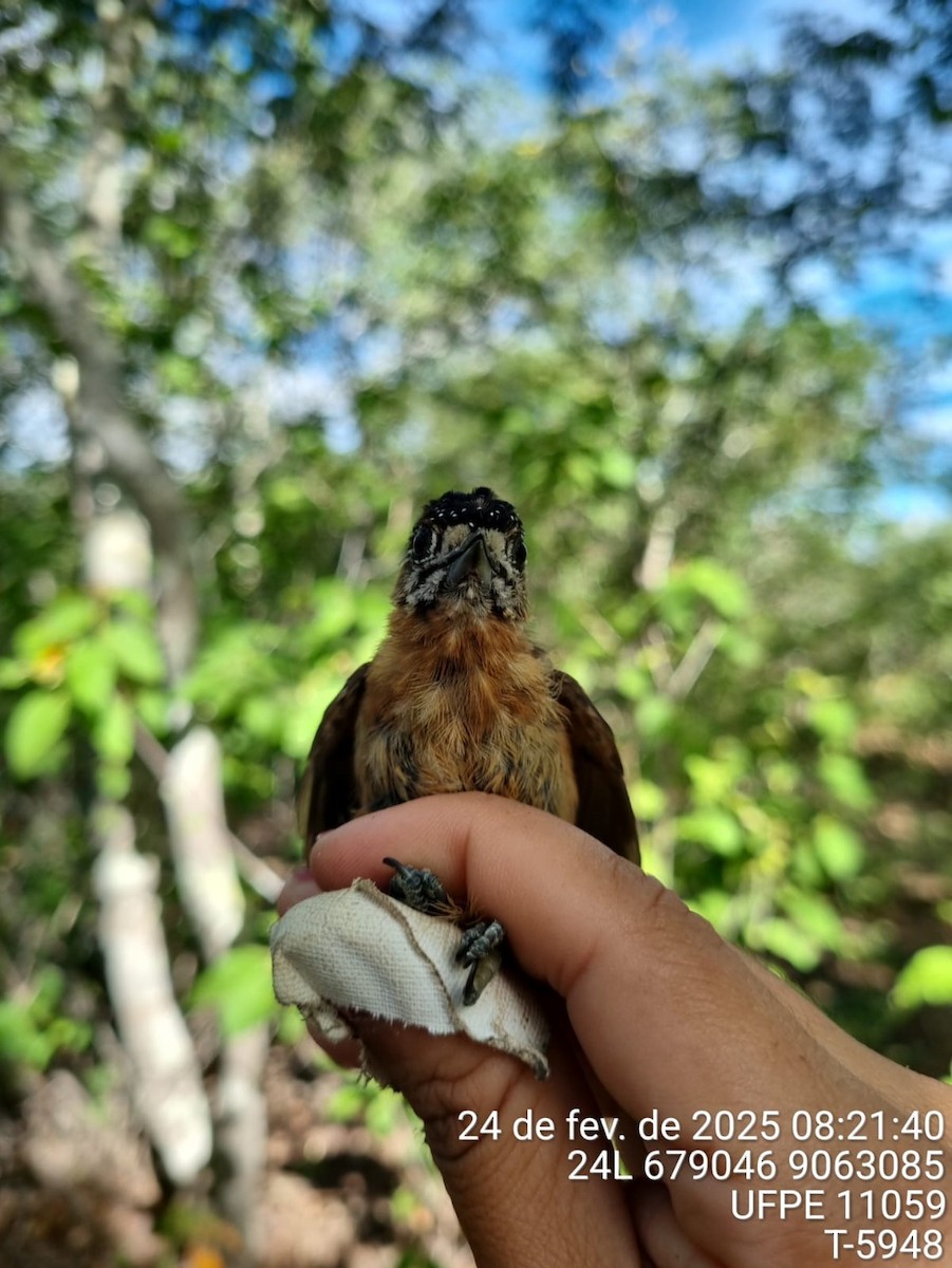 brunkinnpikulett - ML645713495