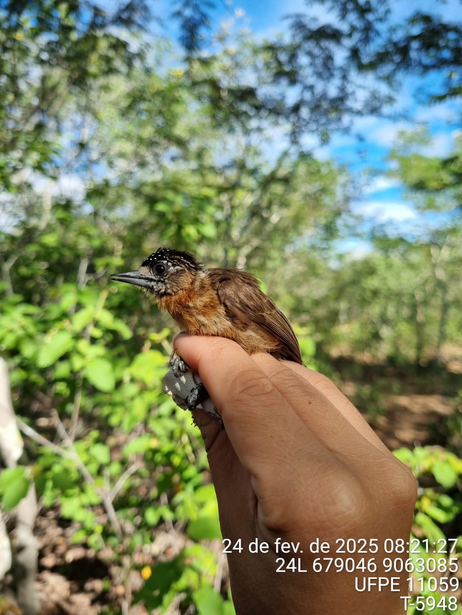 brunkinnpikulett - ML645713496