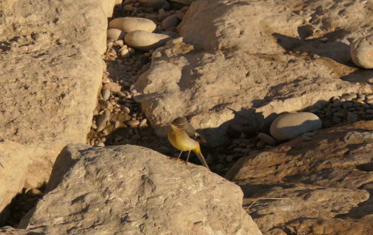 vintererle - ML645713497