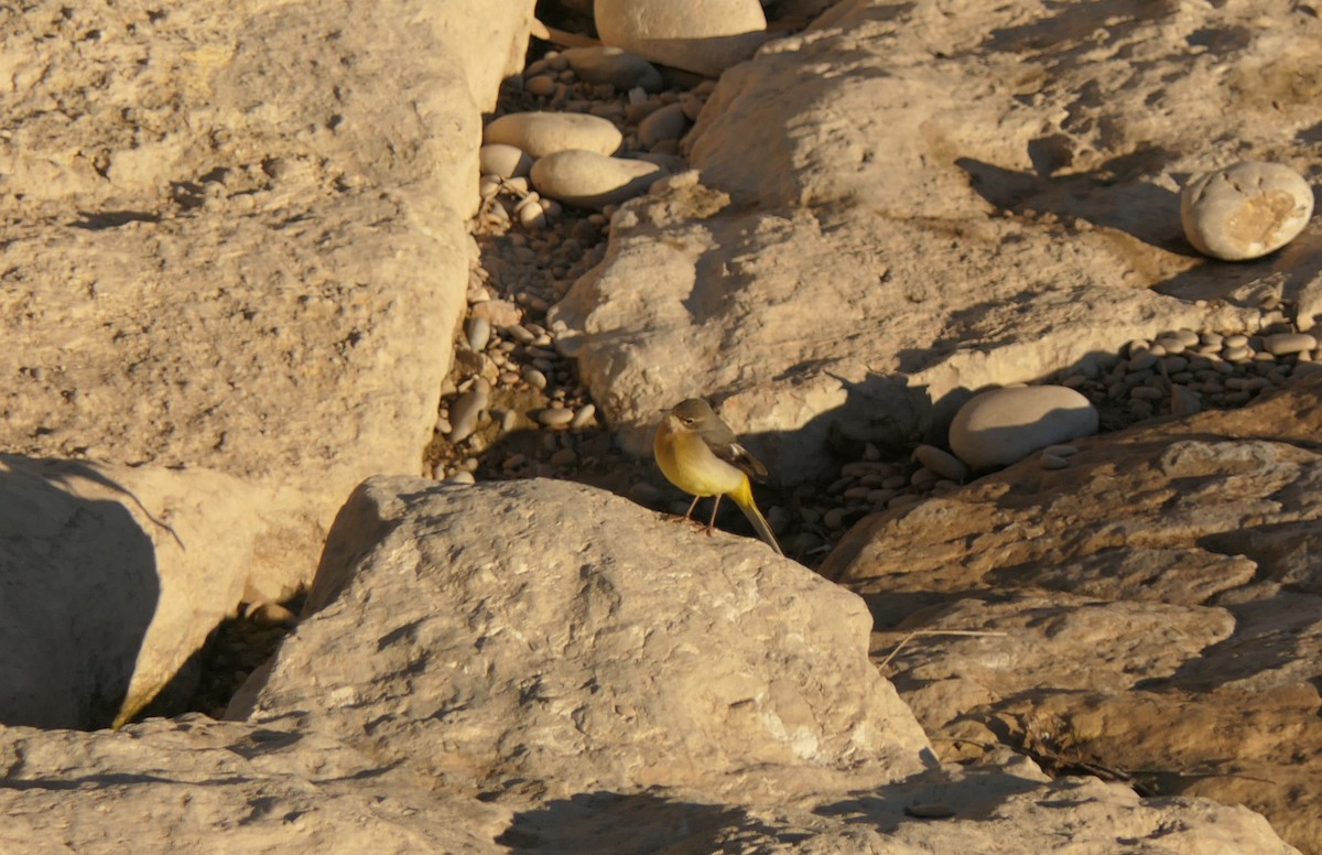 vintererle - ML645713498