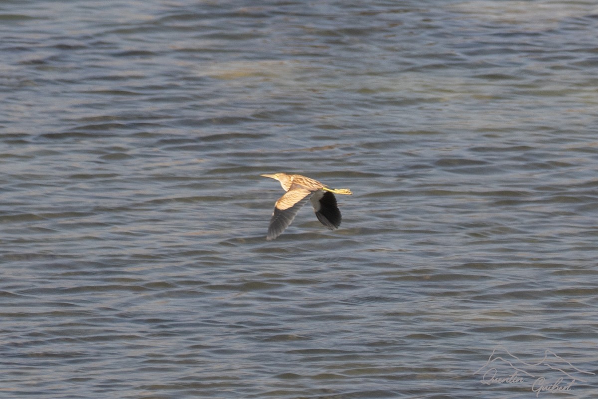 okerrørdrum - ML645713499