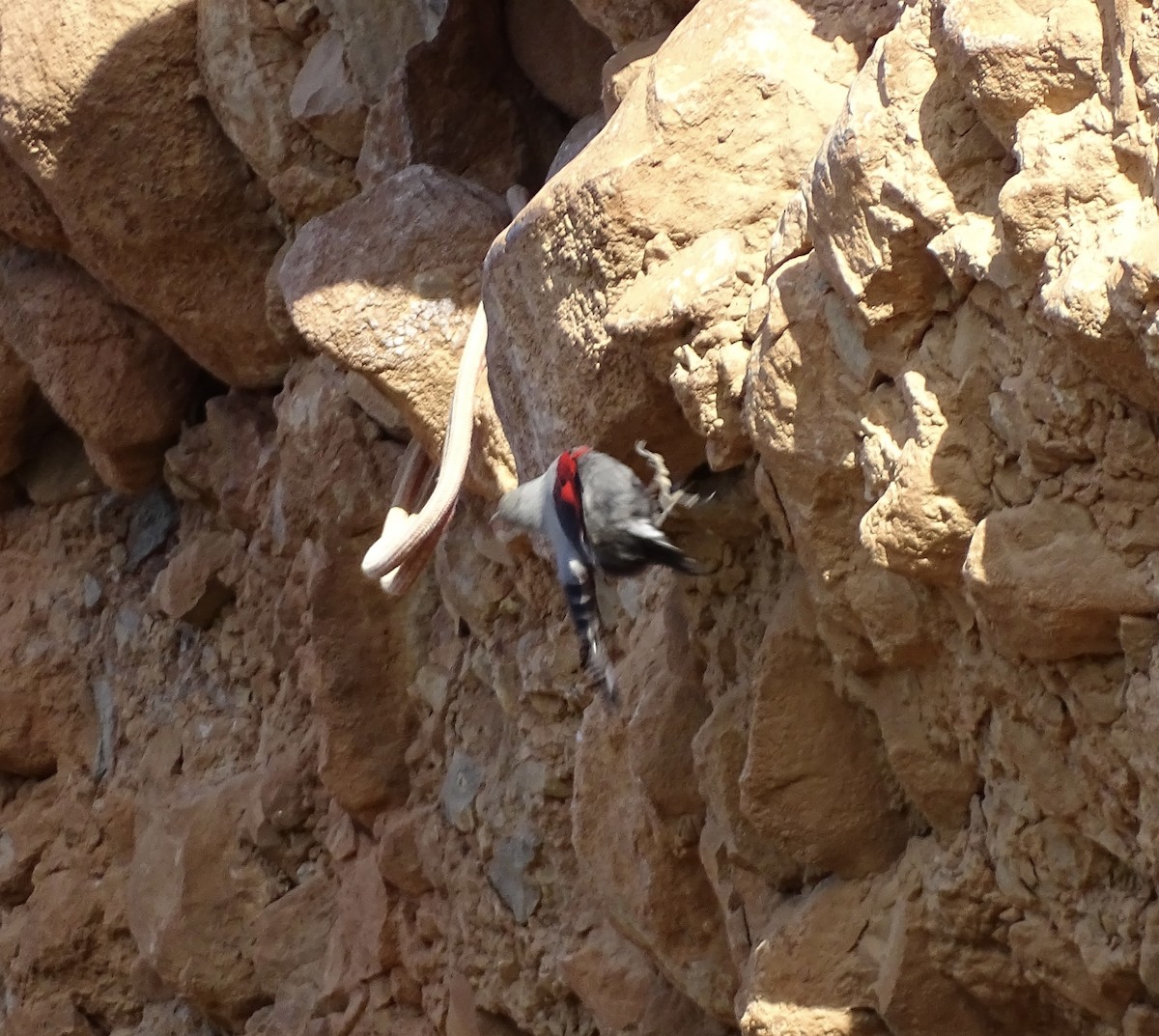 murkryper - ML645713500