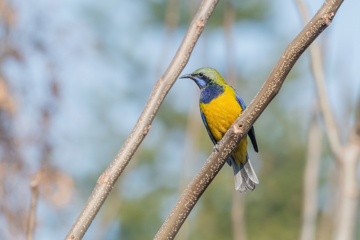 oransjebukbladfugl - ML645713501