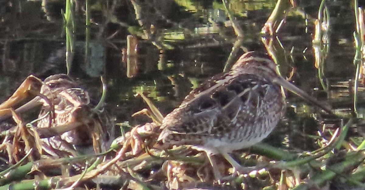 enkeltbekkasin - ML645713503