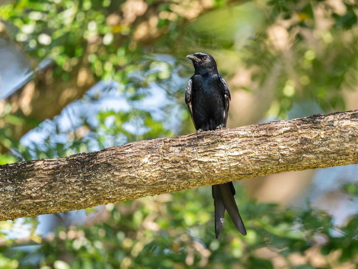 svartdrongo - ML645713504