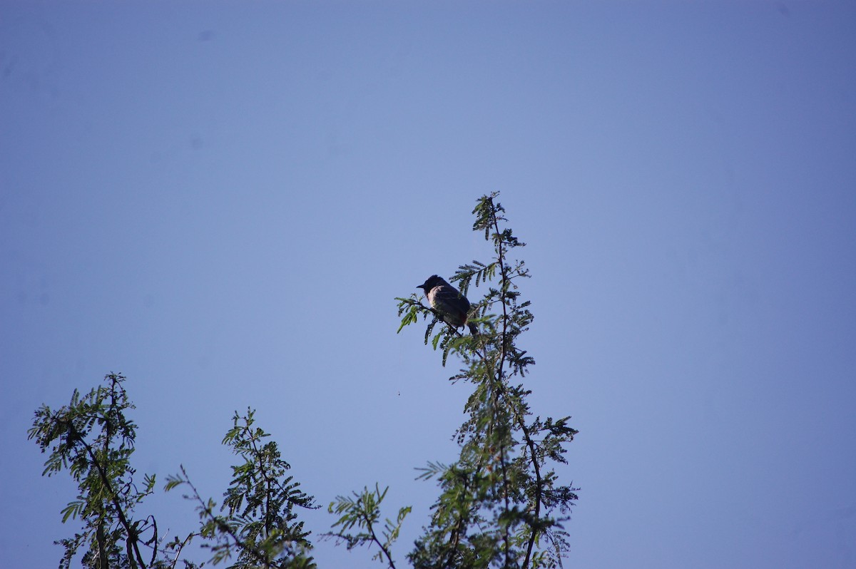 rødgumpbylbyl - ML645713505