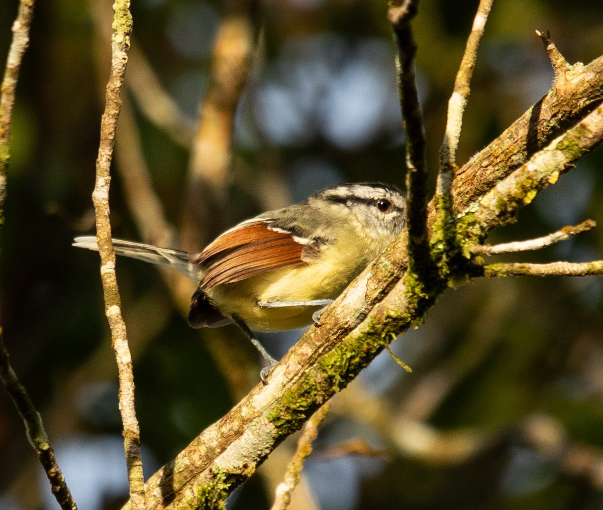 rødvingemaursmett - ML645713507