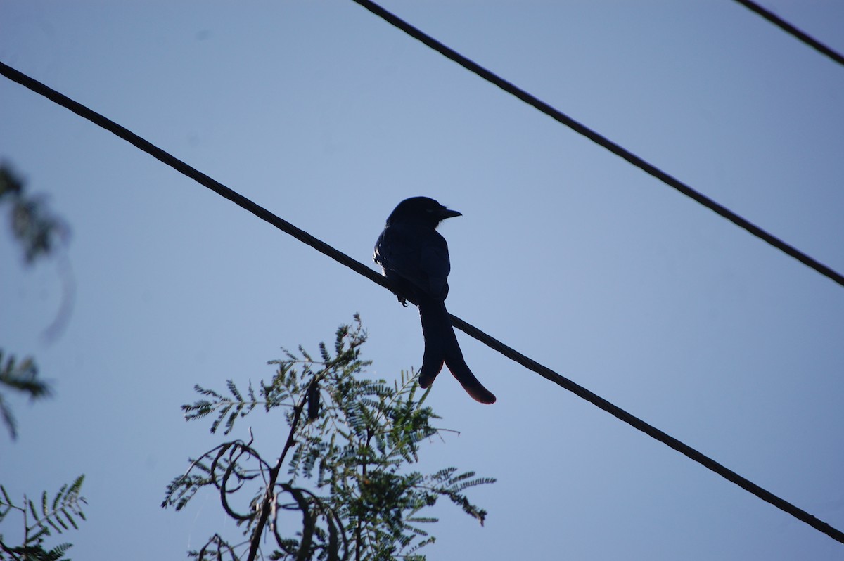 drongo černý - ML645713508