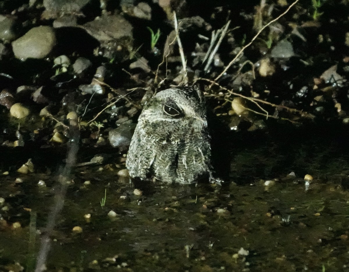 Sichelschwingen-Nachtschwalbe - ML645713515