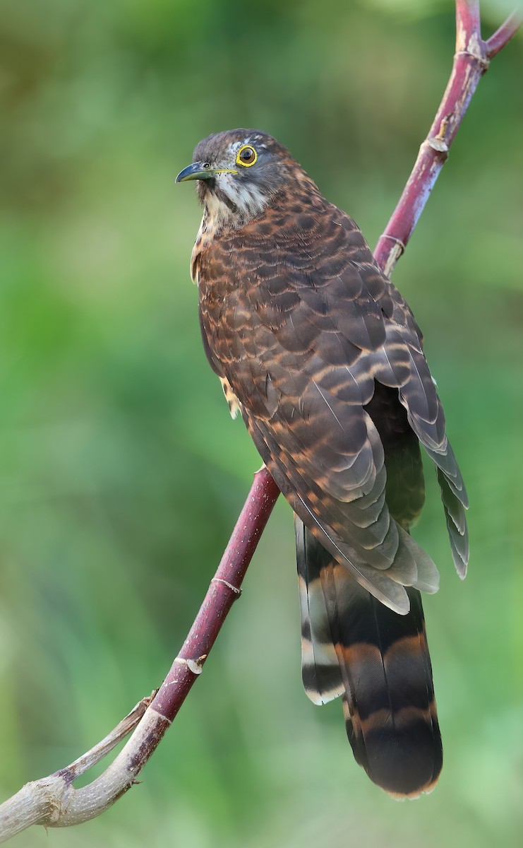 Large Hawk-Cuckoo - ML645713520