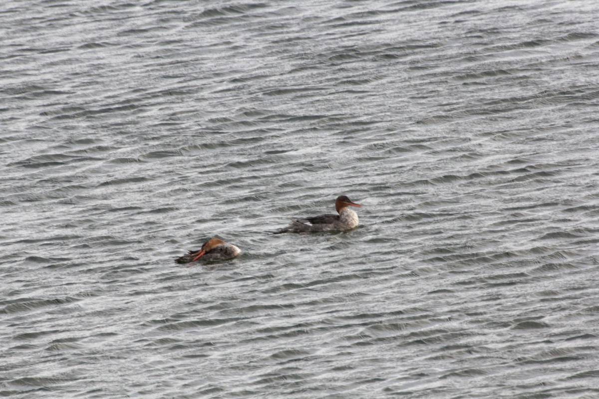 Red-breasted Merganser - ML645713532