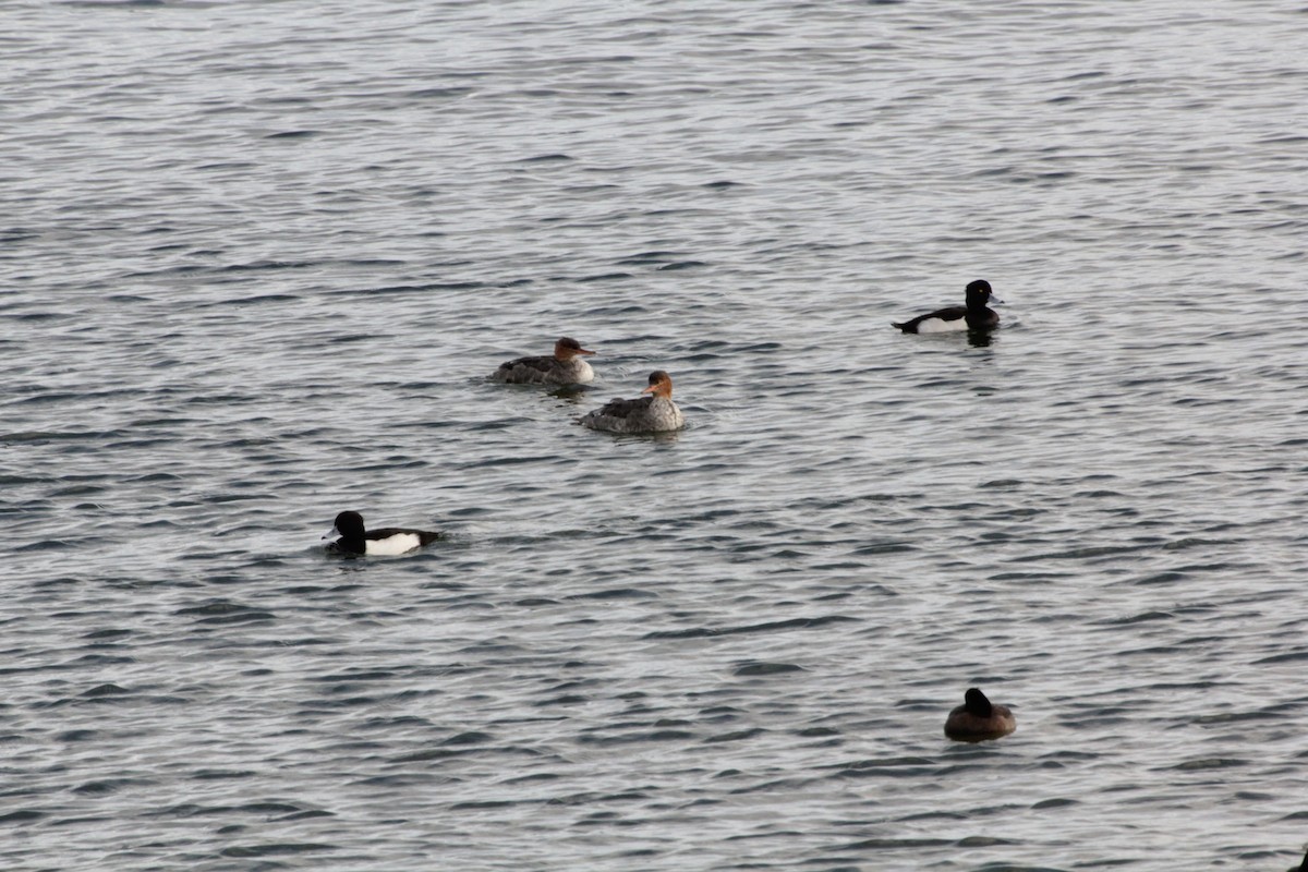 Red-breasted Merganser - ML645713533