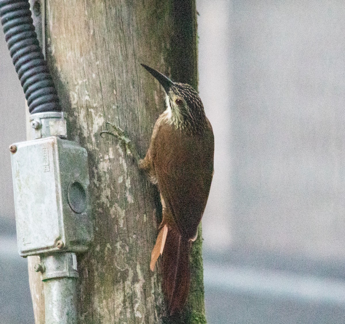 Grimpar à gorge blanche - ML645713535