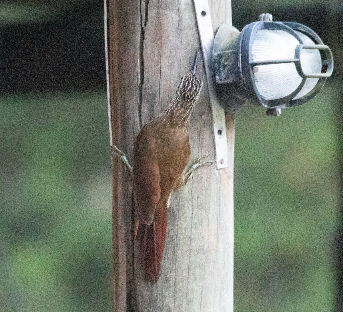 Grimpar à gorge blanche - ML645713536