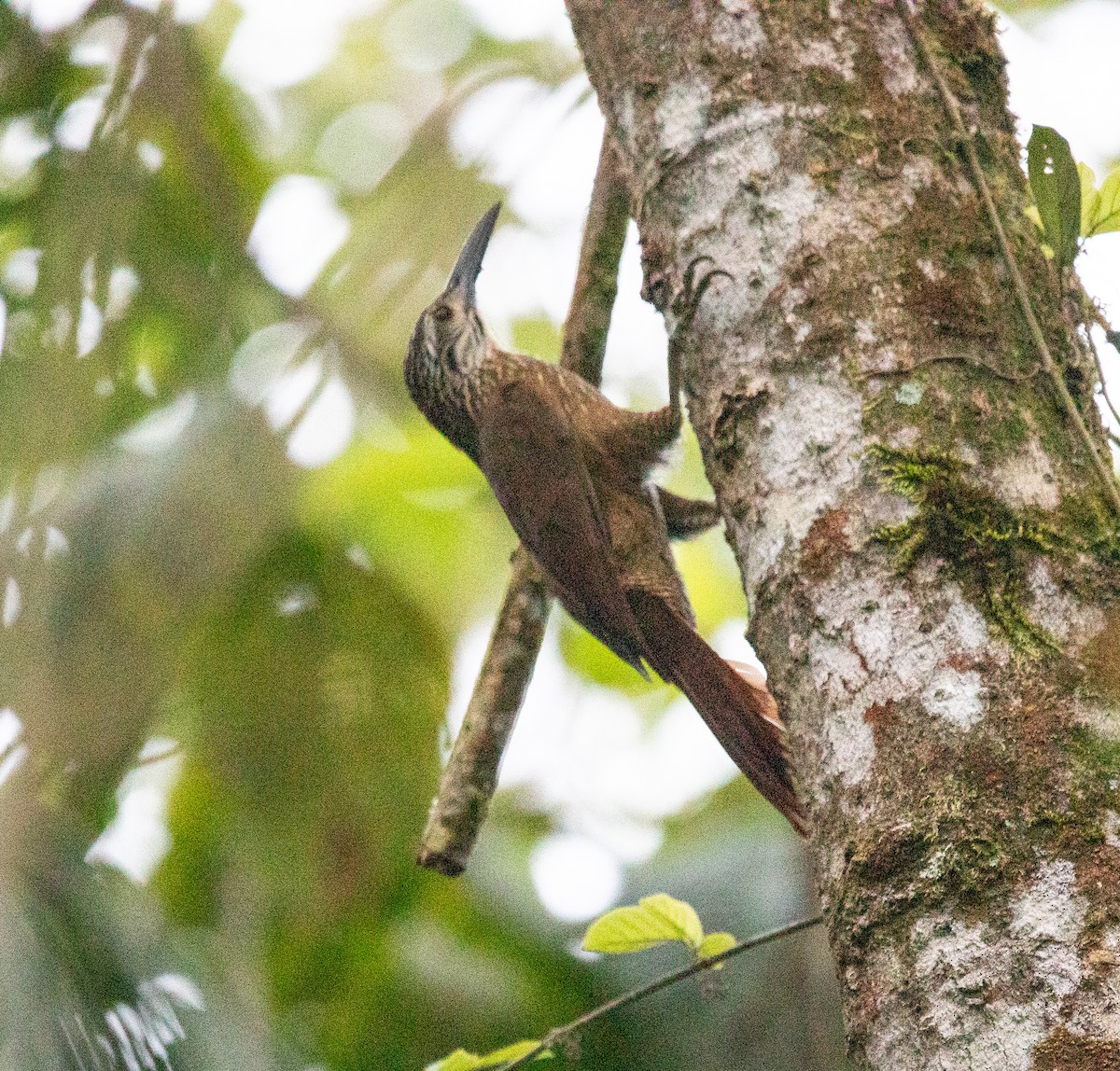 Grimpar à gorge blanche - ML645713539