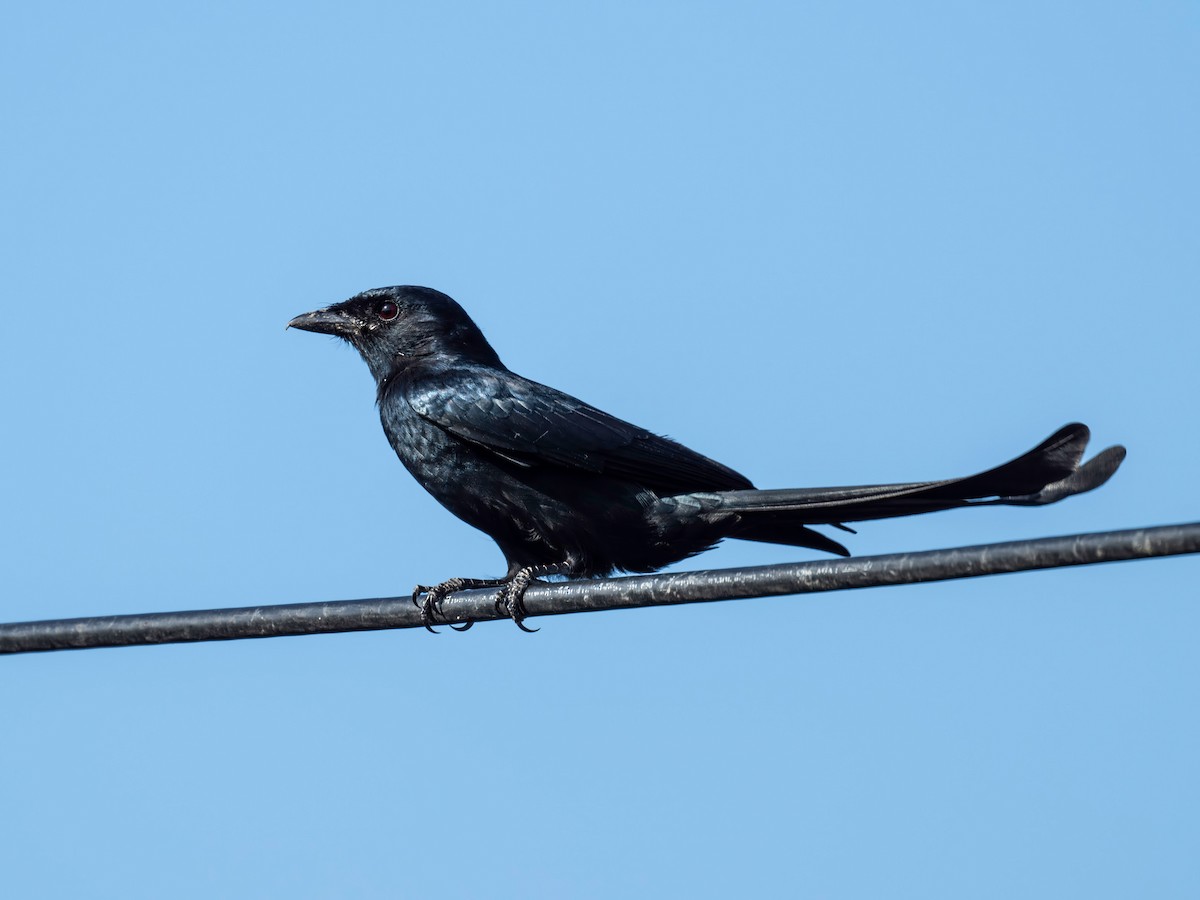 drongo černý - ML645713540