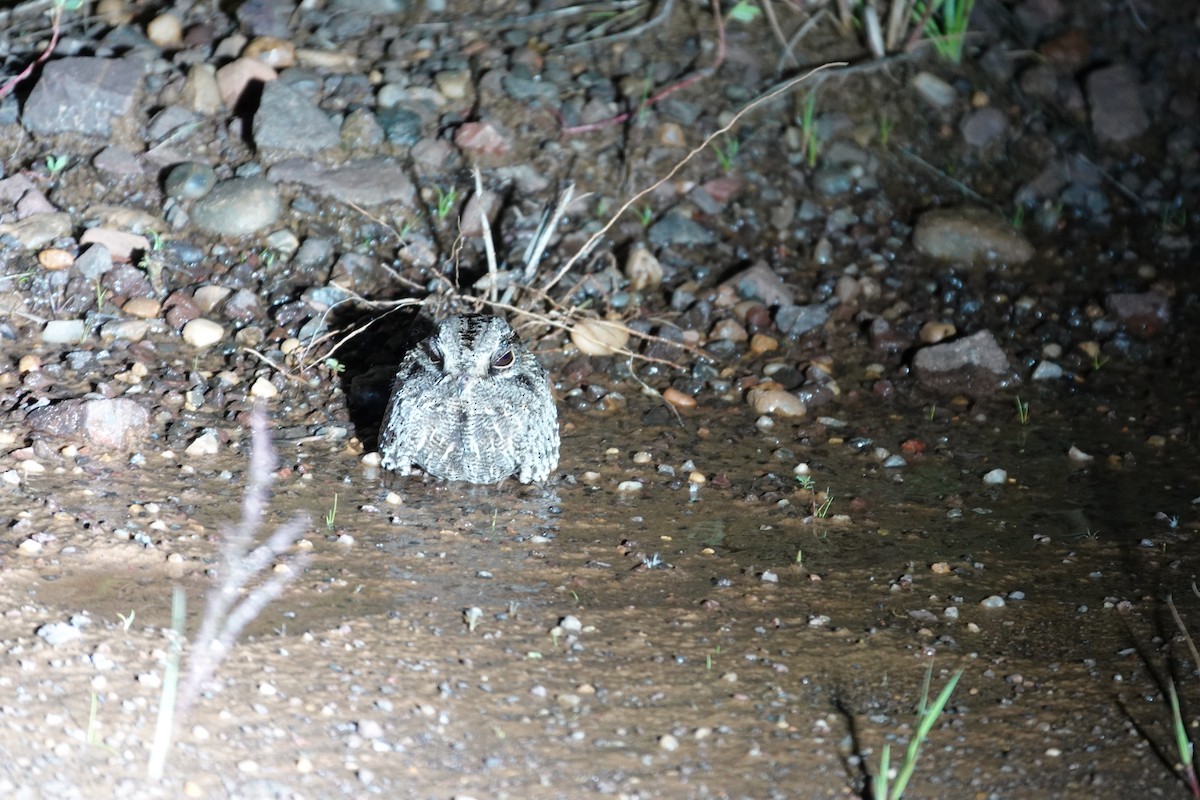 Sichelschwingen-Nachtschwalbe - ML645713545