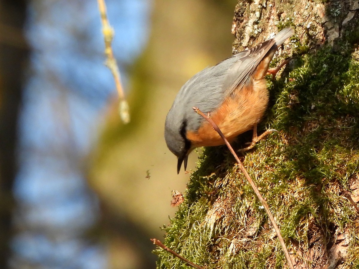 Eurasian Nuthatch - ML645713558