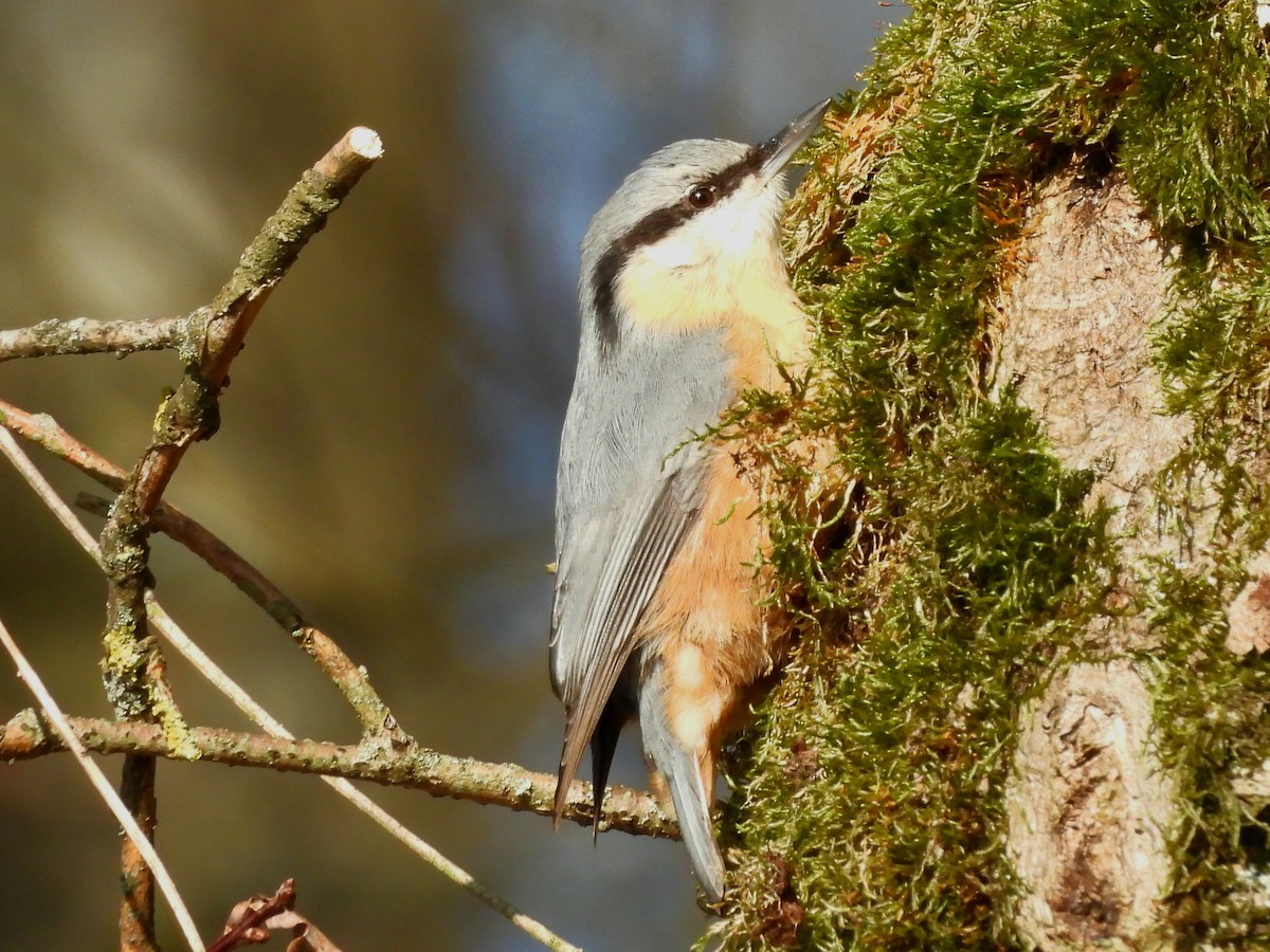 Eurasian Nuthatch - ML645713559