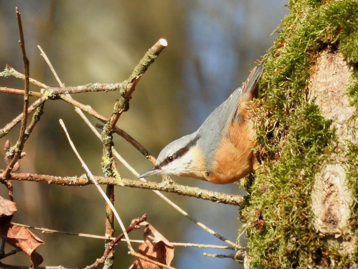 Eurasian Nuthatch - ML645713560