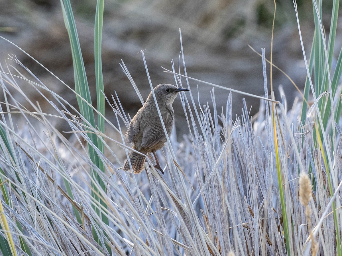 フォークランドミソサザイ - ML645713561