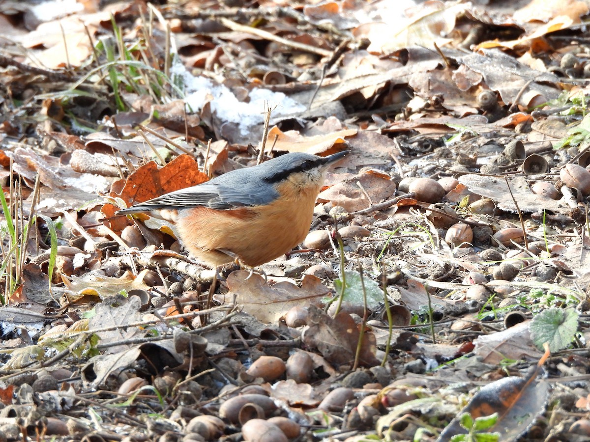 Eurasian Nuthatch - ML645713562
