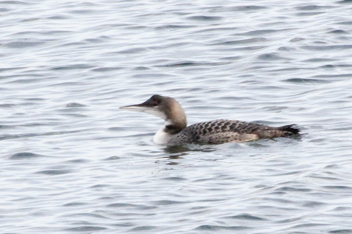 Common Loon - ML645713569