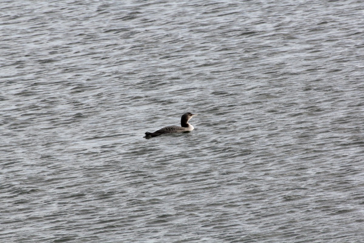 Common Loon - ML645713570