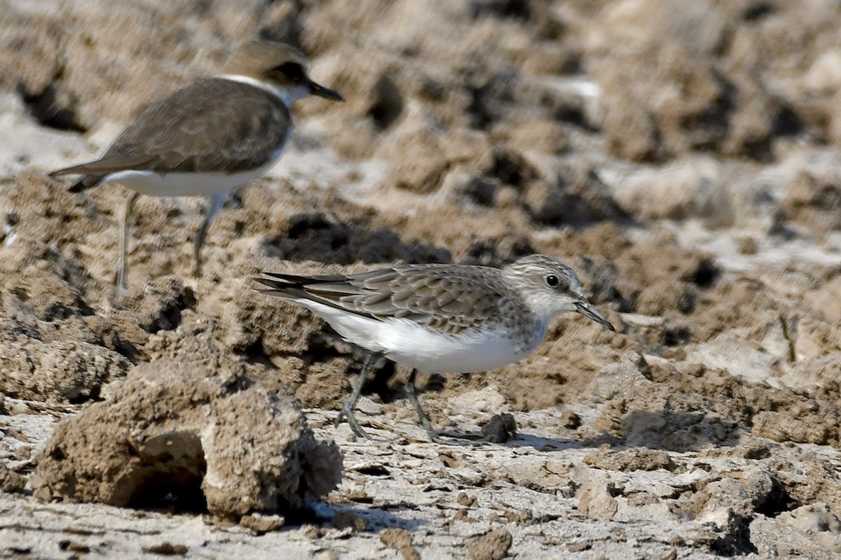 Correlimos sp. - ML645713573