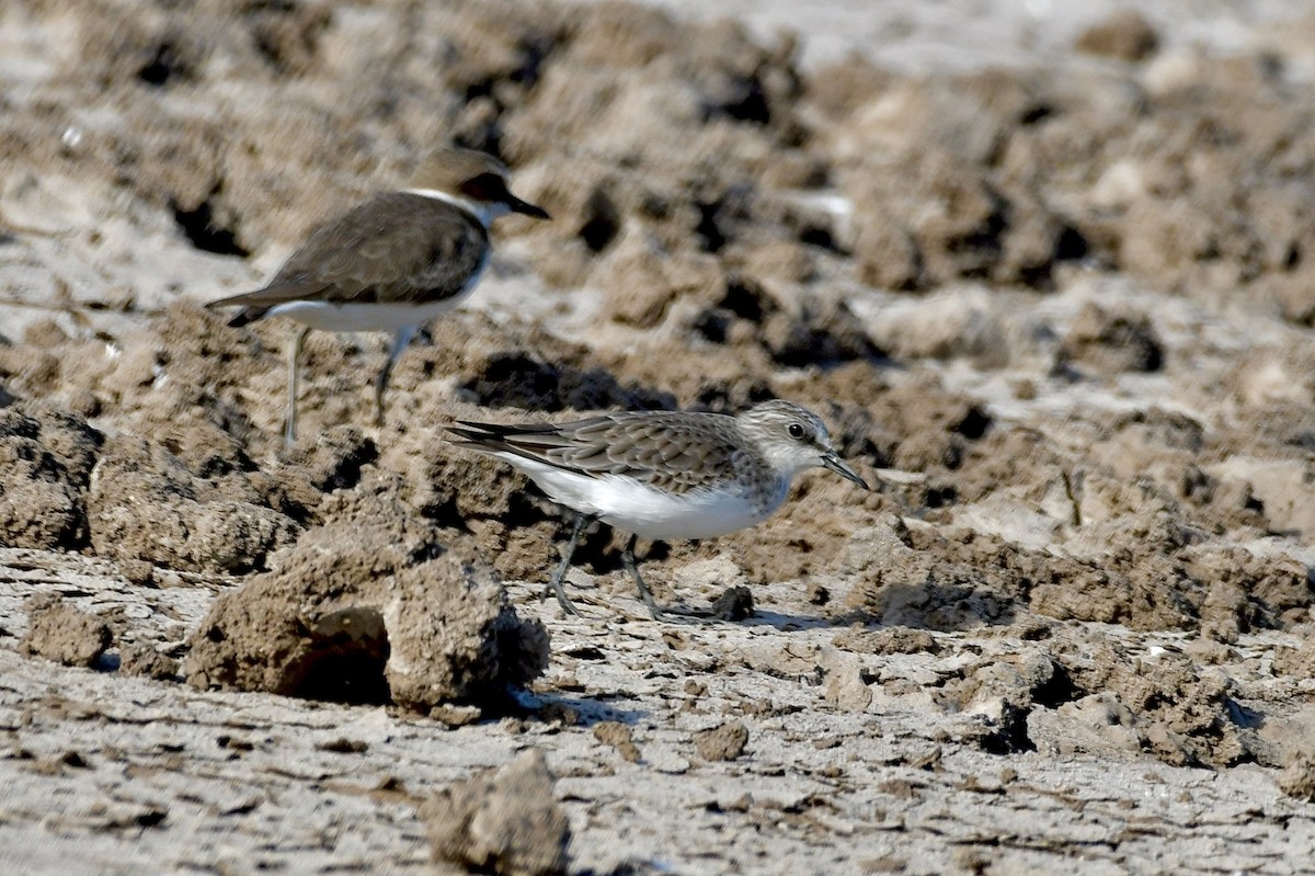 Correlimos sp. - ML645713574