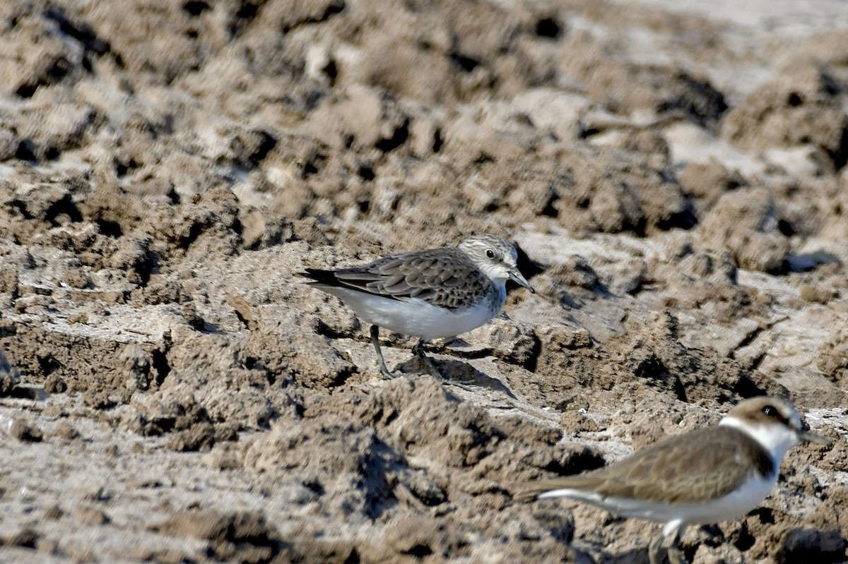 Correlimos sp. - ML645713575