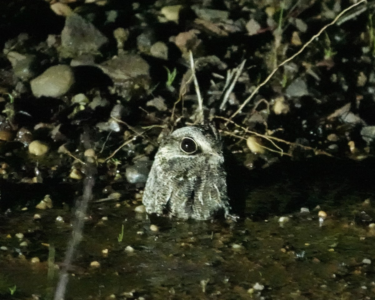 Sichelschwingen-Nachtschwalbe - ML645713577