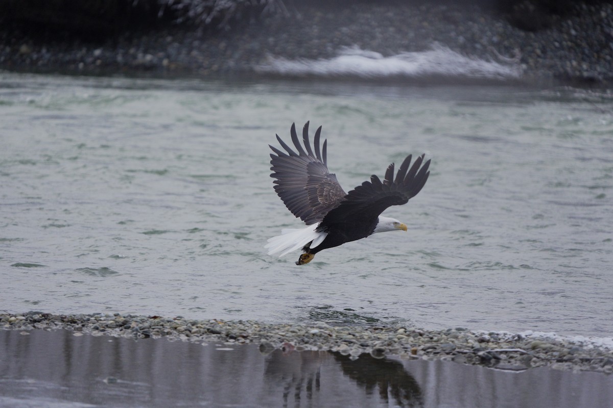 Bald Eagle - ML645713595