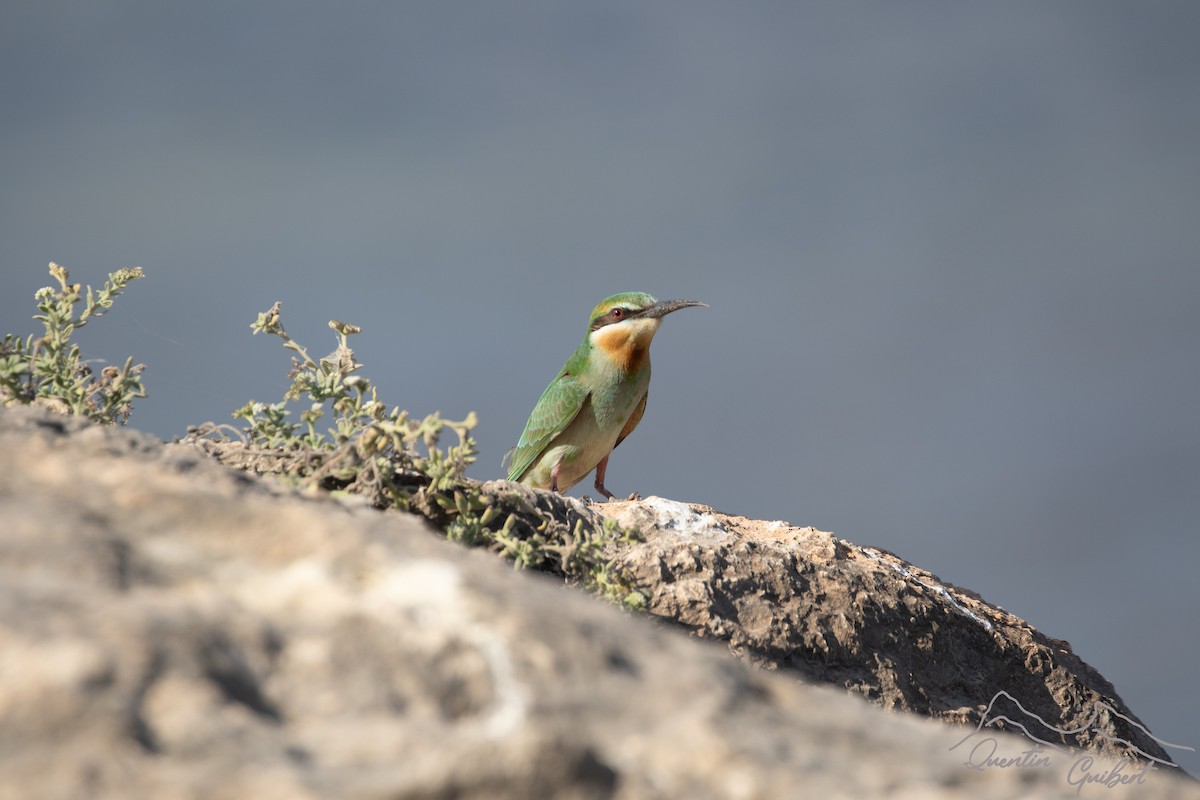 vlha modrolící - ML645713604