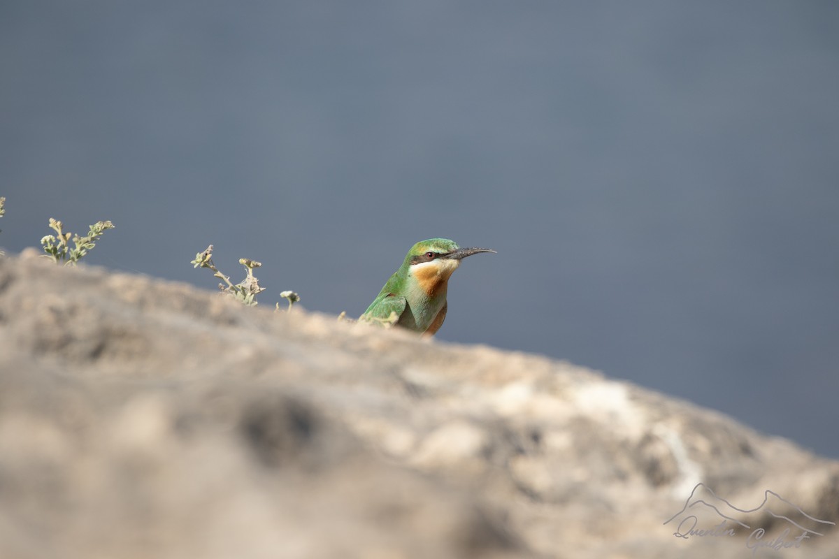 vlha modrolící - ML645713605