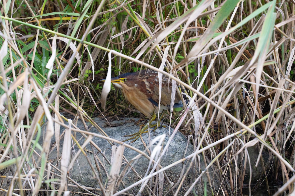 אנפית מזרחית - ML645713642